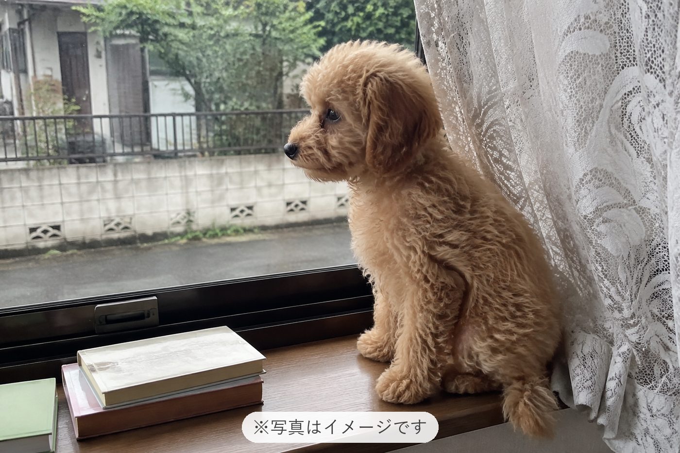 かわいいです