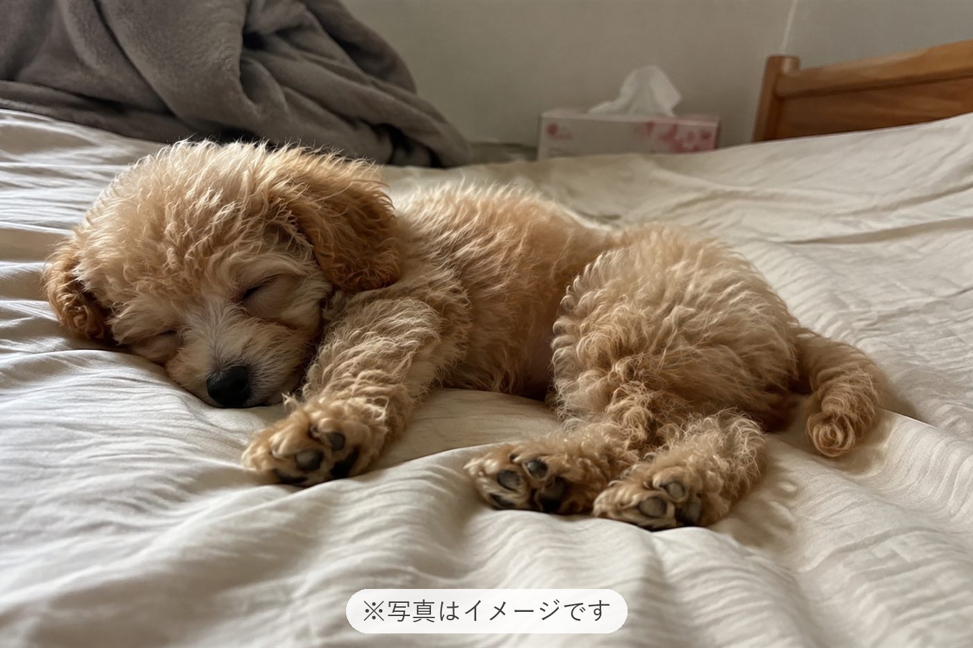 スフレを家族として迎えたその時から、本当に幸せな時間を過ご…