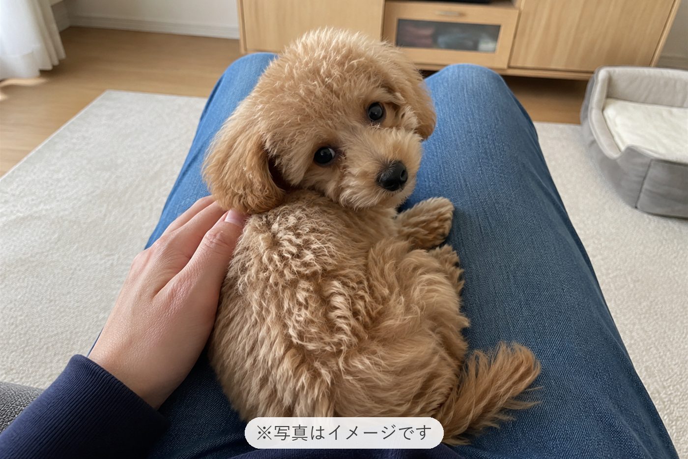 本当に本当にかわいいです毎日癒されています