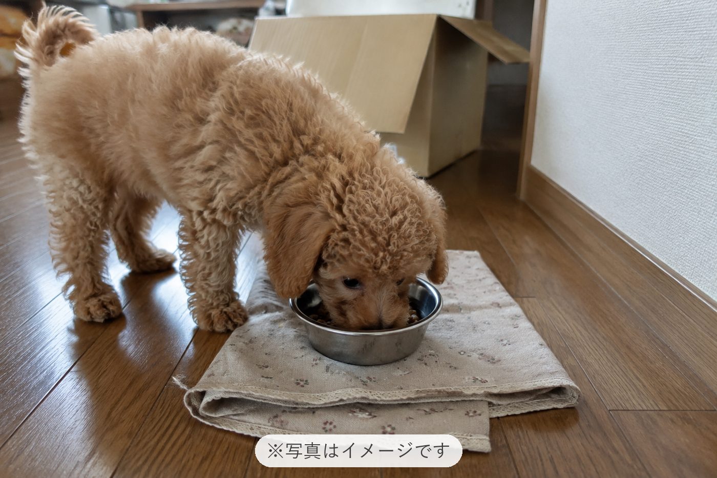 とても可愛いく毎日癒されてます