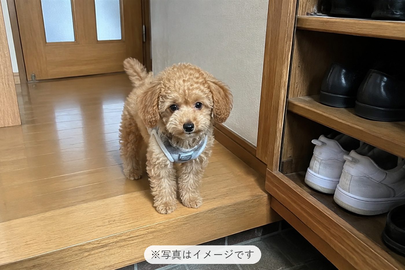 かわいいワンコを譲っていただきありがとうございます