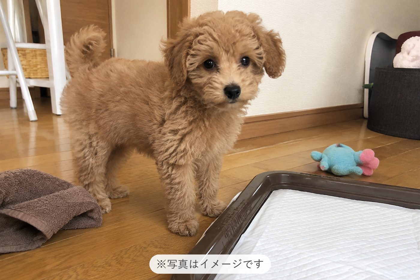 いっぱい食べて、たくさん寝てとても可愛くてお利口さんです
