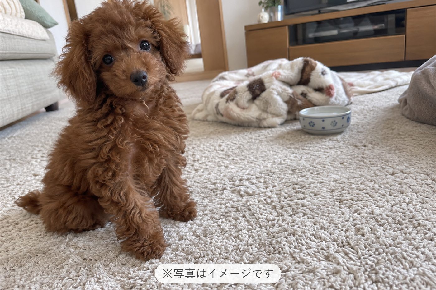 とっても可愛くて、癒されてます😊