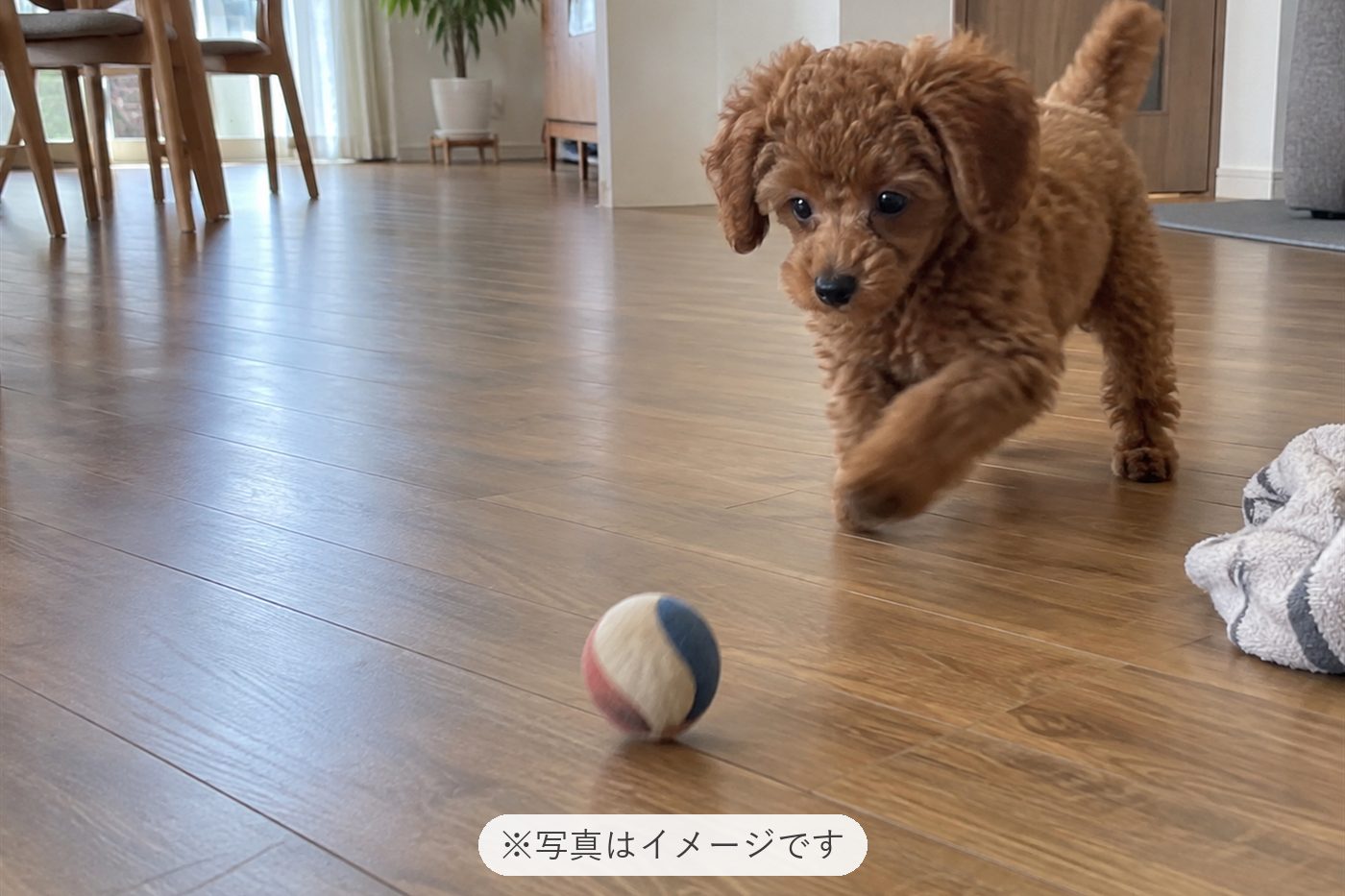 元気いっぱいのワンちゃんで家が賑やかになりました
