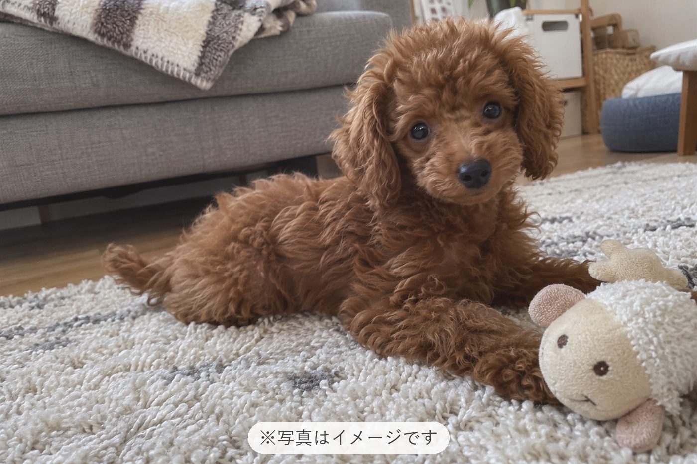 かわいいです