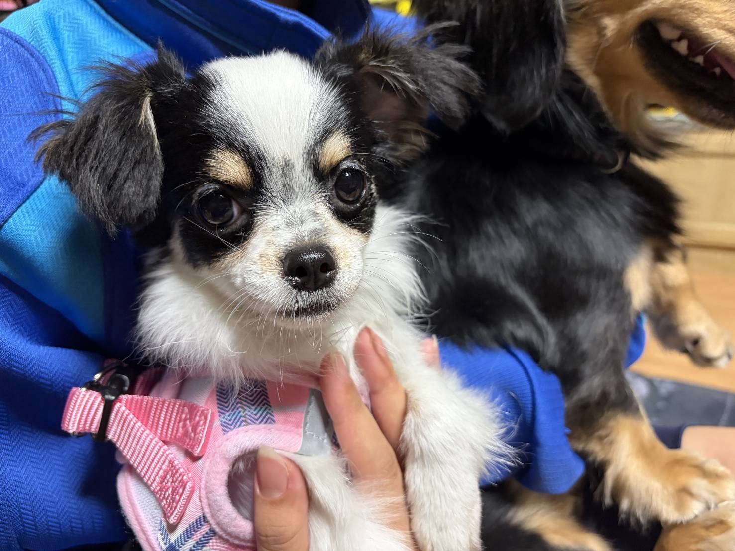 家族にもすぐに慣れてとてもフレンドリーな子でとてもかわいい…