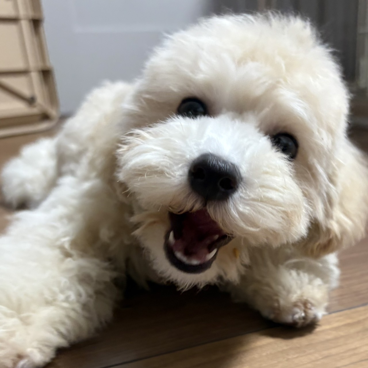 とても可愛くてお迎えした日から毎日の幸せ度が何倍にも増しま…