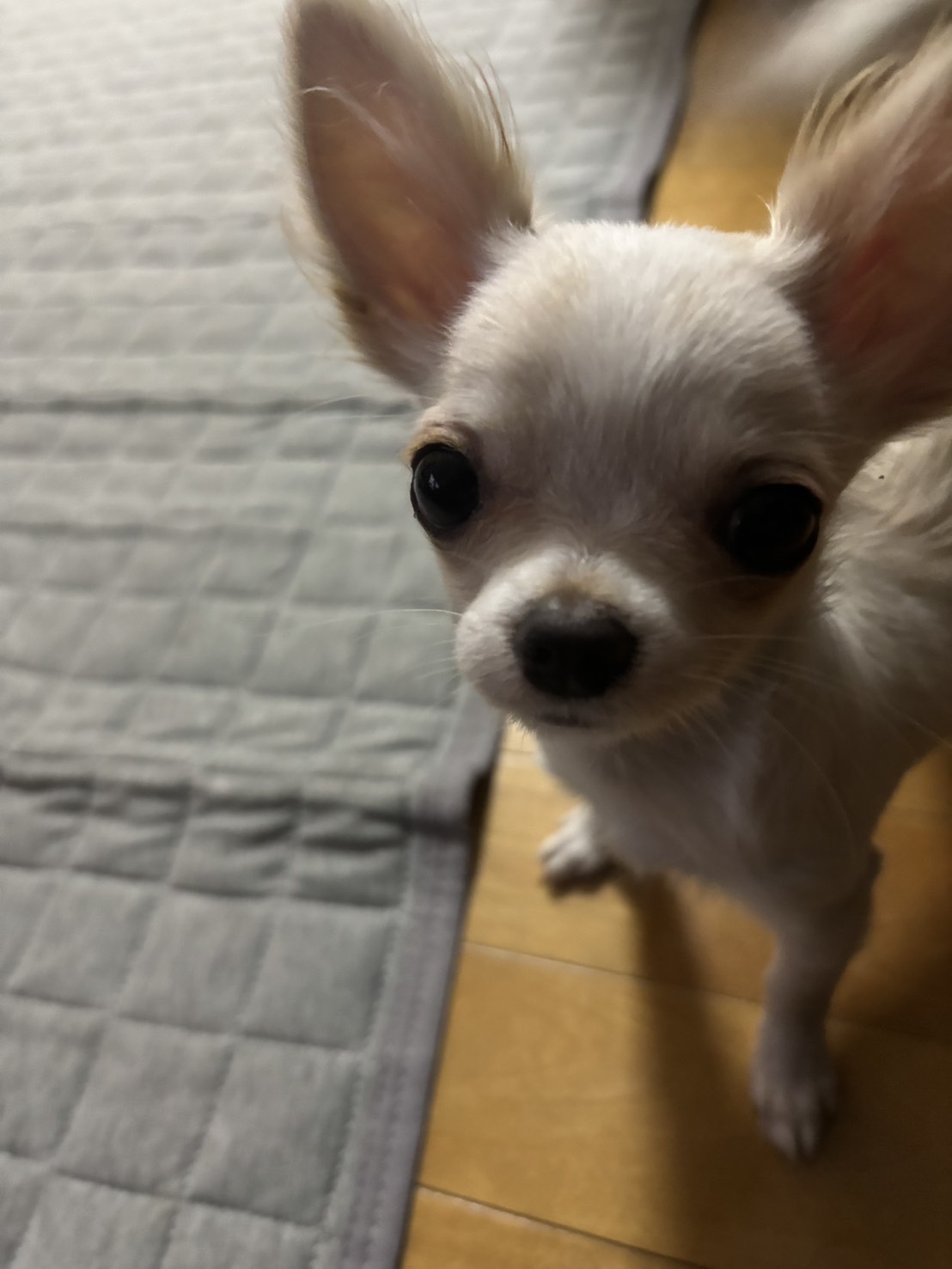 パンクが来て、毎日楽しく、とてもお利口さんで元気いっぱいの…