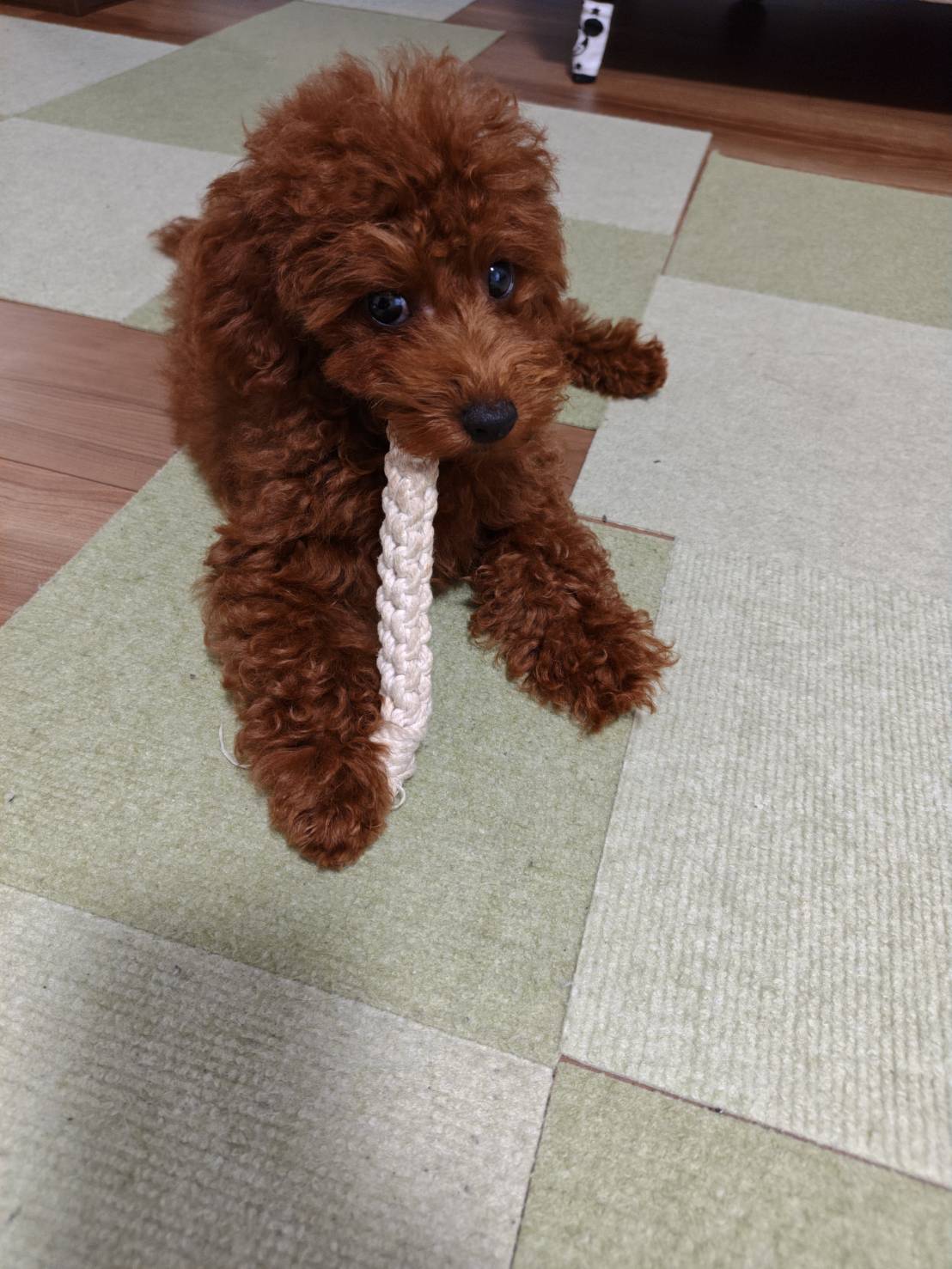 先住犬と違いよく食べてくれて嬉しくなりました
