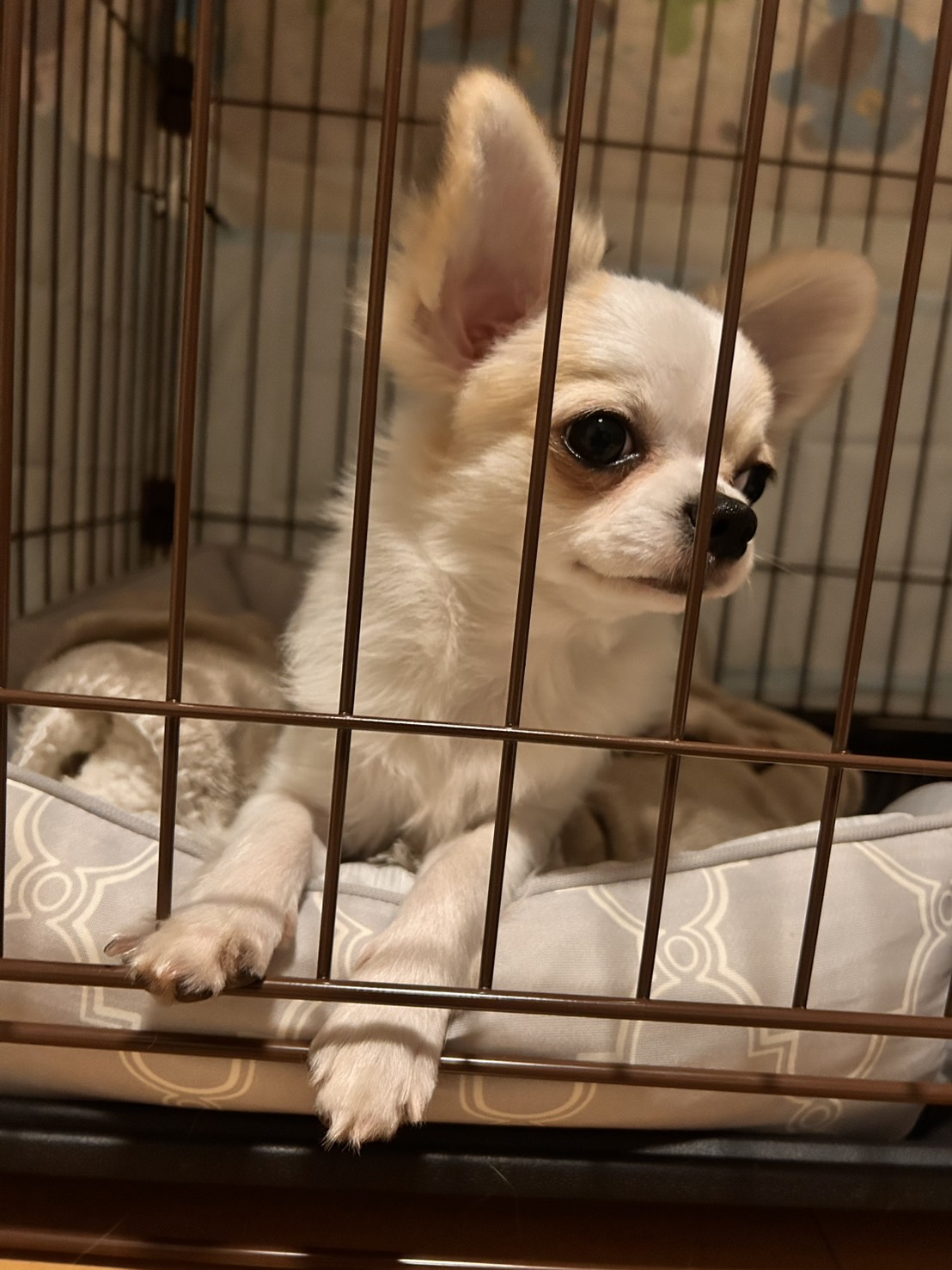 初めてのわんちゃんで不安だらけでしたが、それ以上に激しいお…