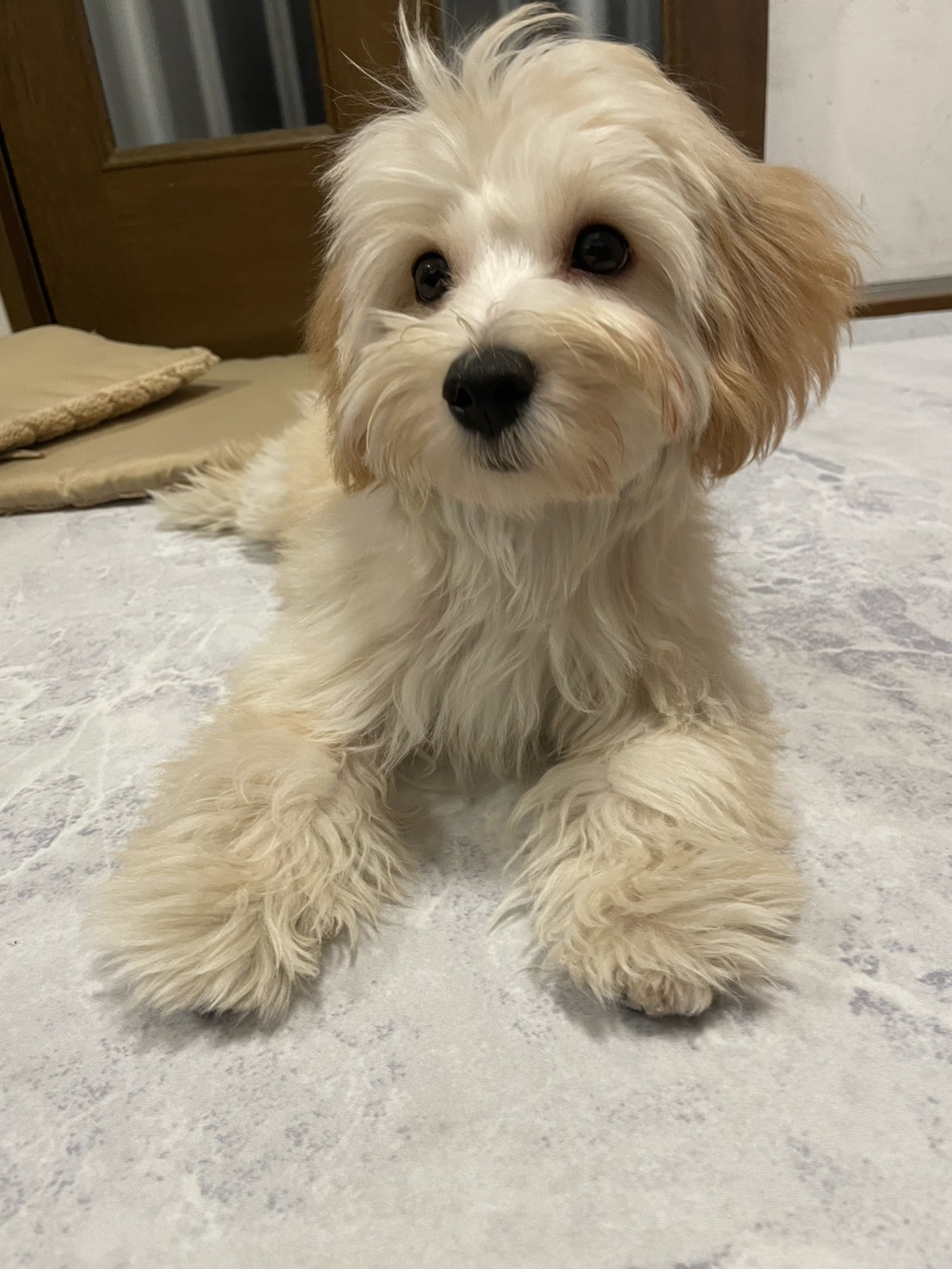 あぷがお家に来て益々賑やかになってます💕