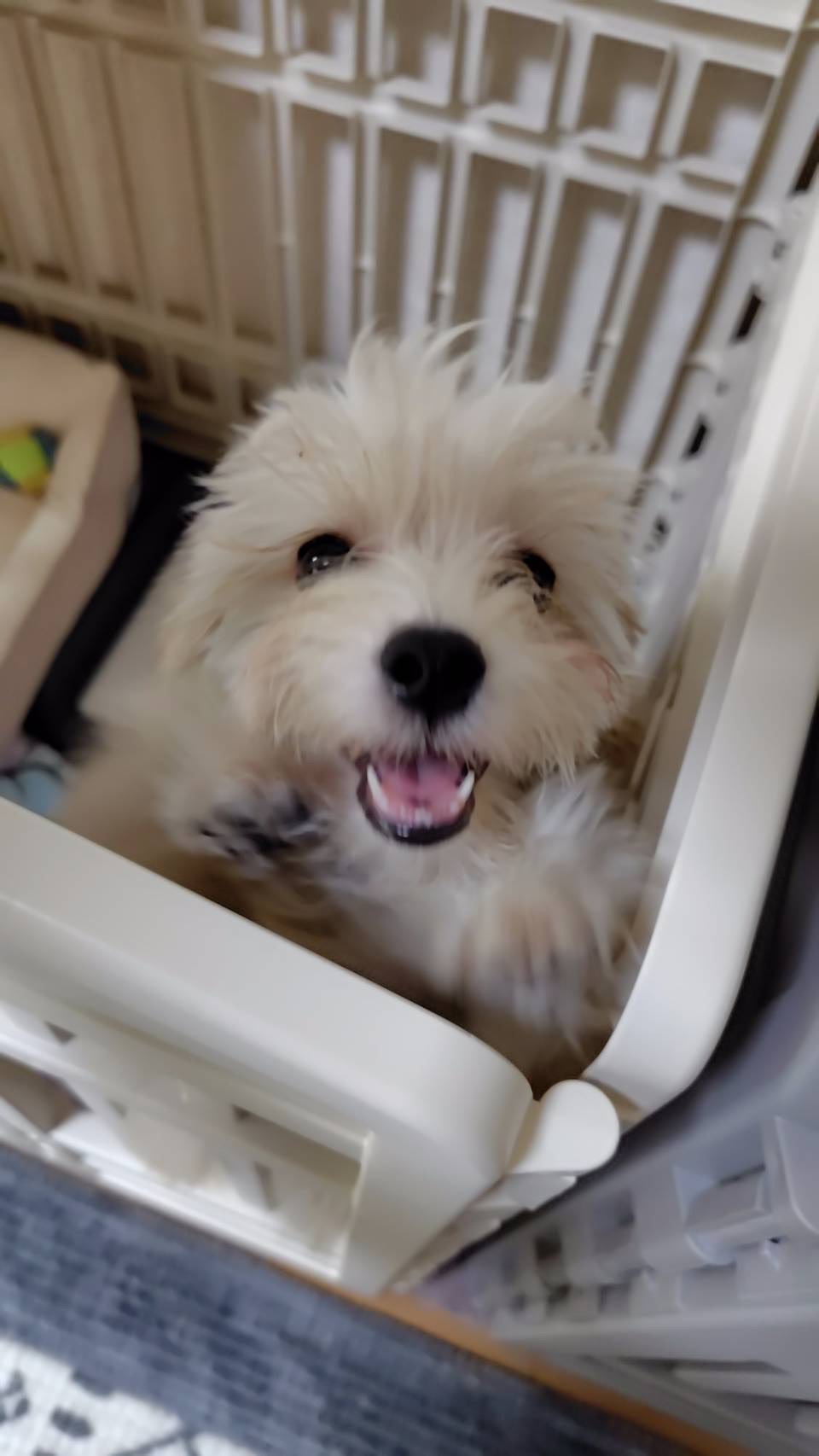 とてもいい子で毎日癒されています♪
