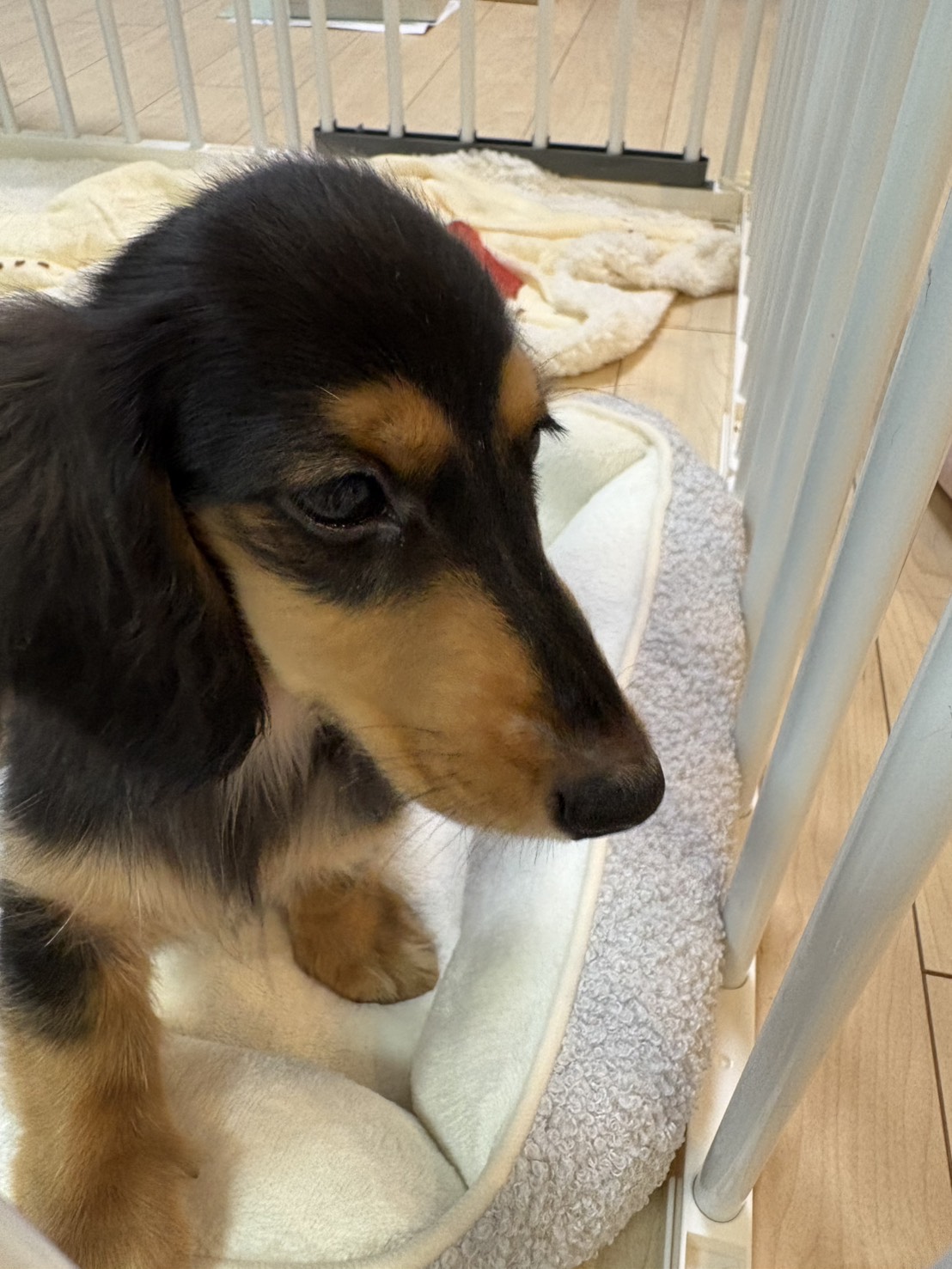 私たちにはすぐ慣れてくれて、毎日癒されてます❤️