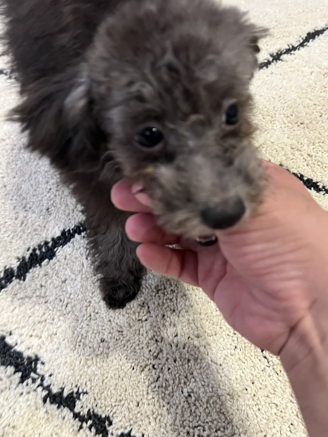 ちっちが我が家に来たことにより毎日がすごく楽しいです🐶🐾