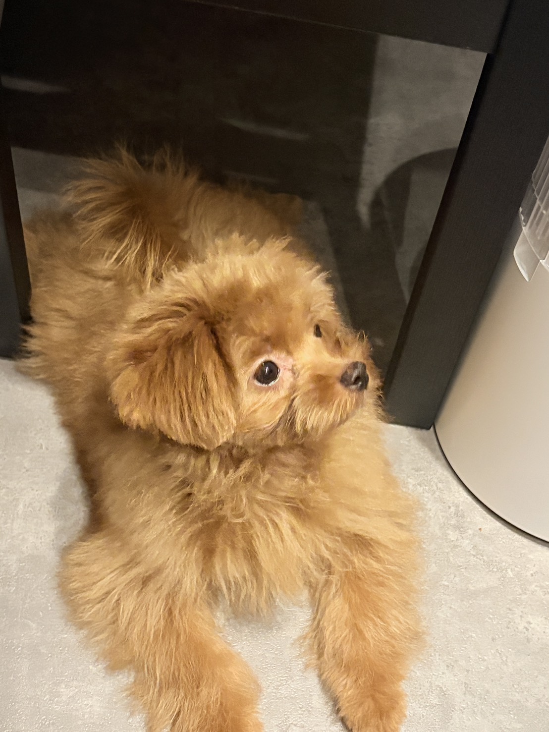 迎えるまでの間にブリーダーさんに動画や写真を送っていただき…
