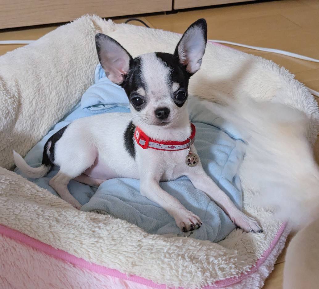 先住犬とも仲良くしています