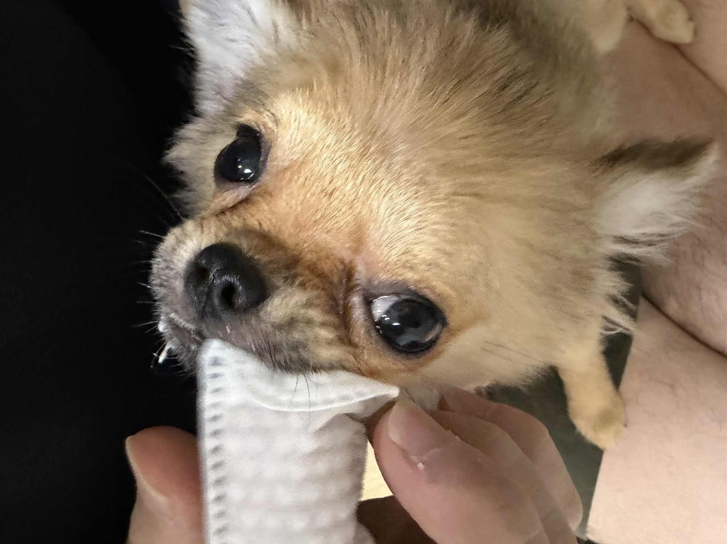 久しぶりの子犬にアタフタしていますが、先住犬とも何とか上手…