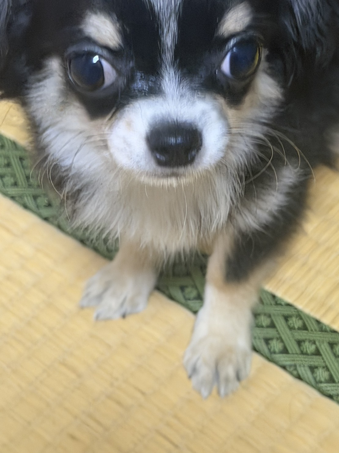 可愛いです
