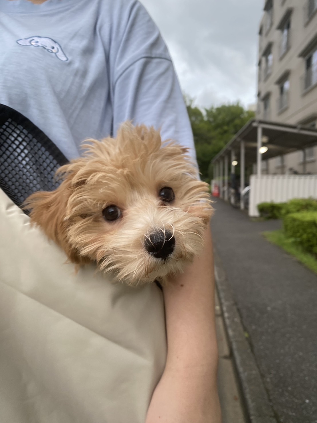 人懐っこく甘えん坊なマロンです