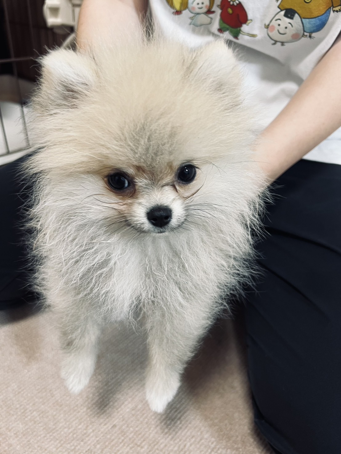 初めてのわんちゃんなので、わからない事だらけですが、それも…
