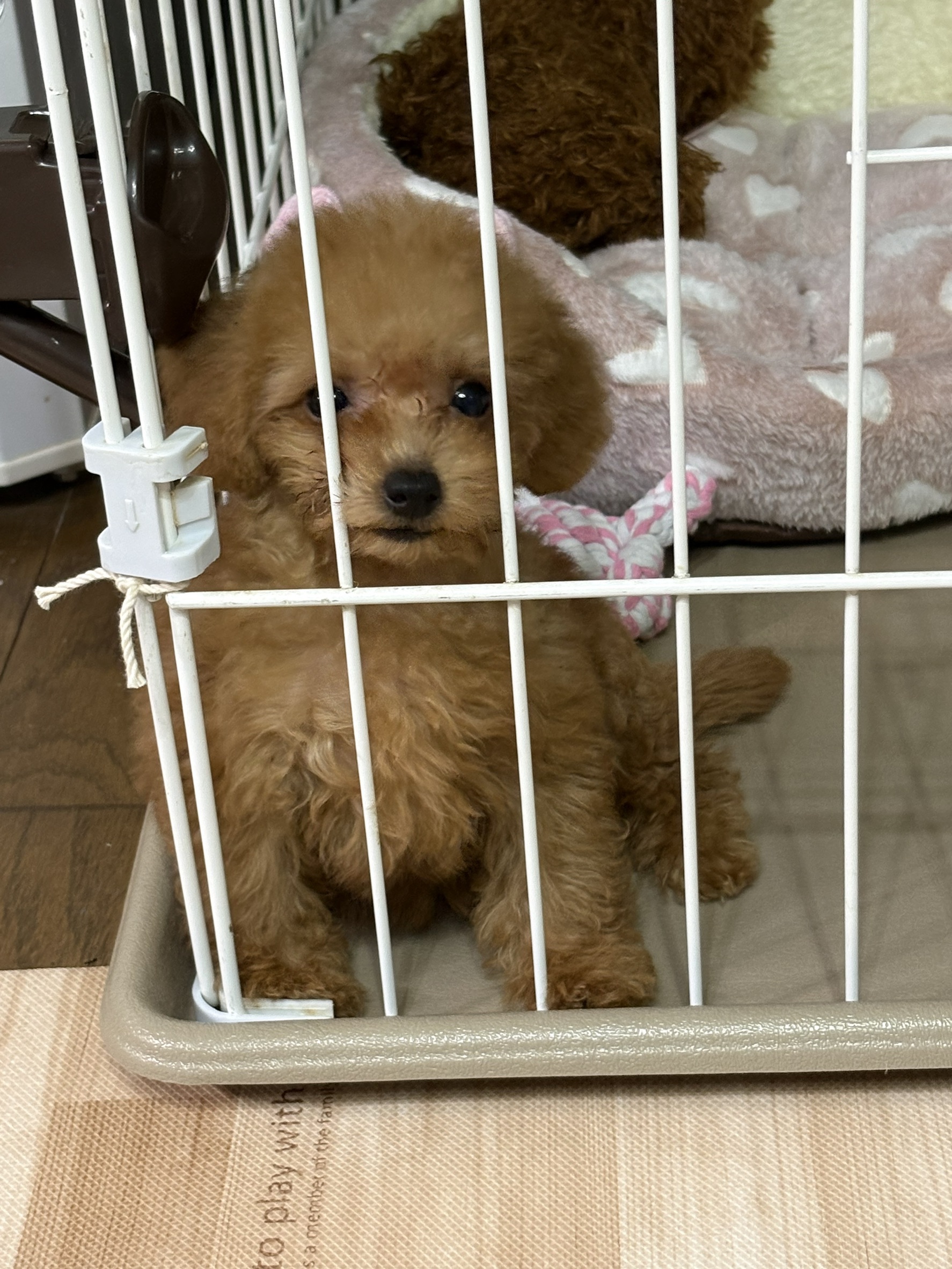お陰様でここを迎えてとても幸せです