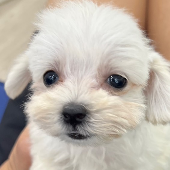 とてもかわいいです