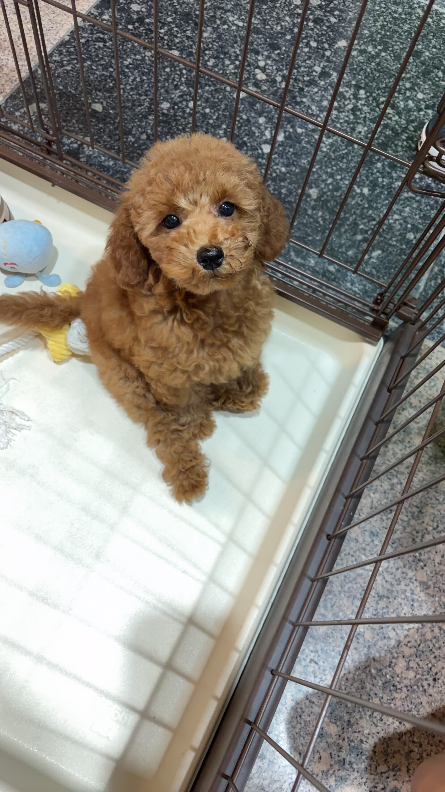 とってもかわいい家族が増えて嬉しいです