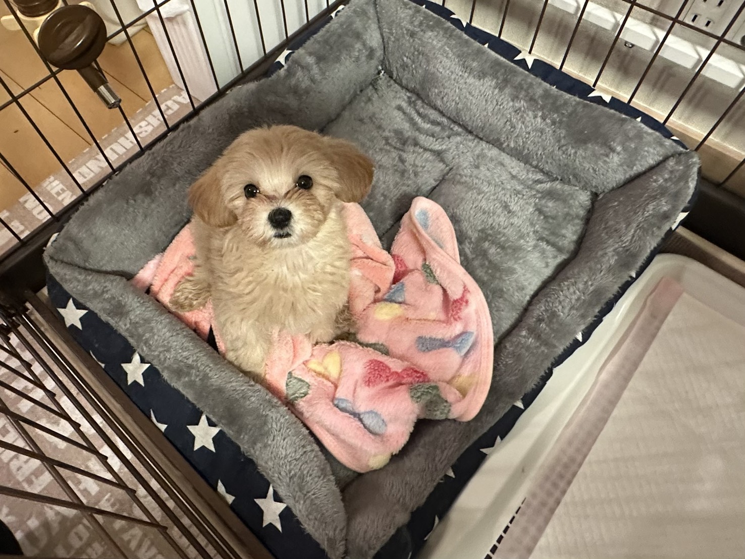 スイちゃんをお迎えしての感想