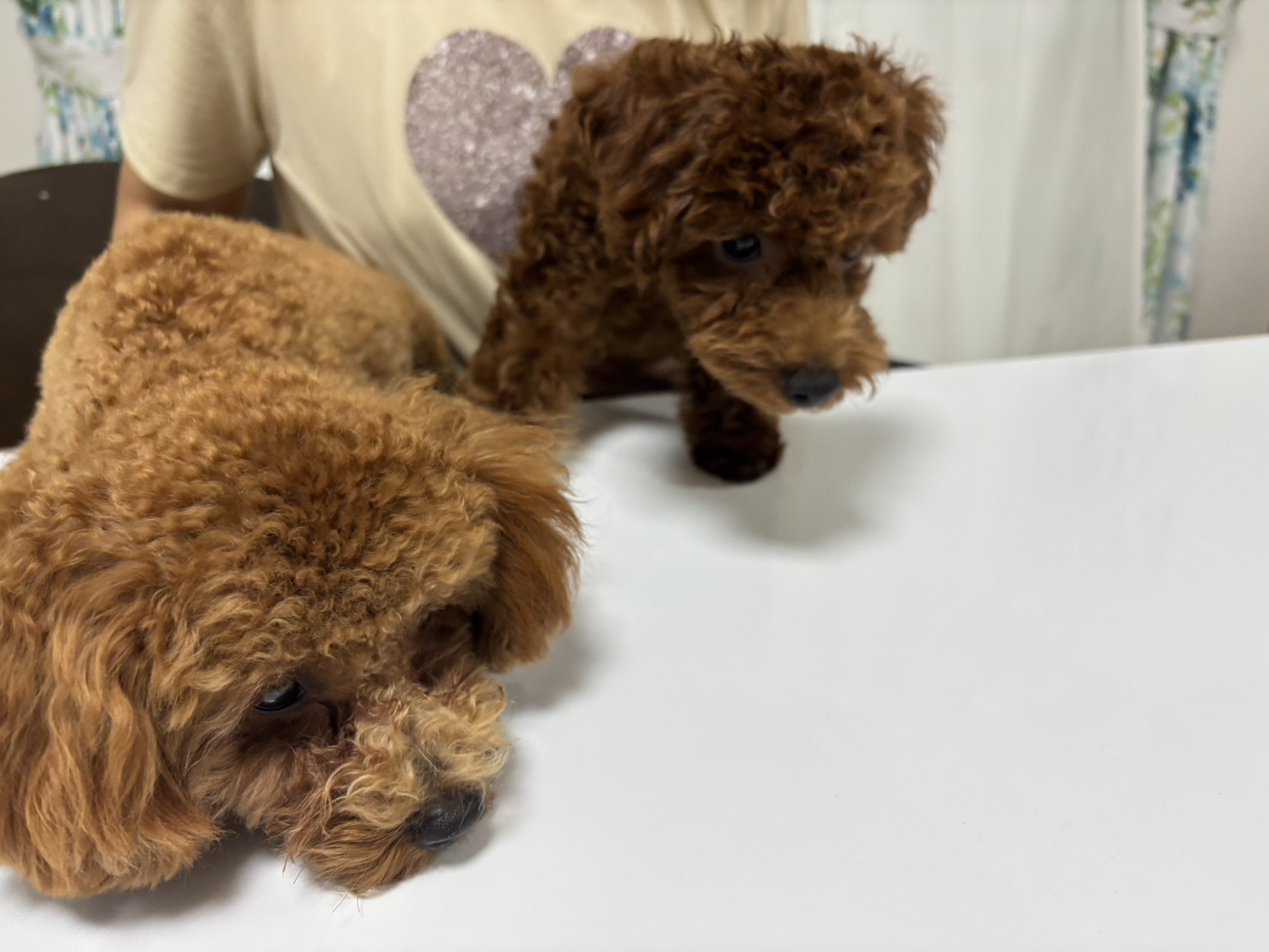 はじめての多頭飼いですが、コアとチョコの2匹になって楽しさ…