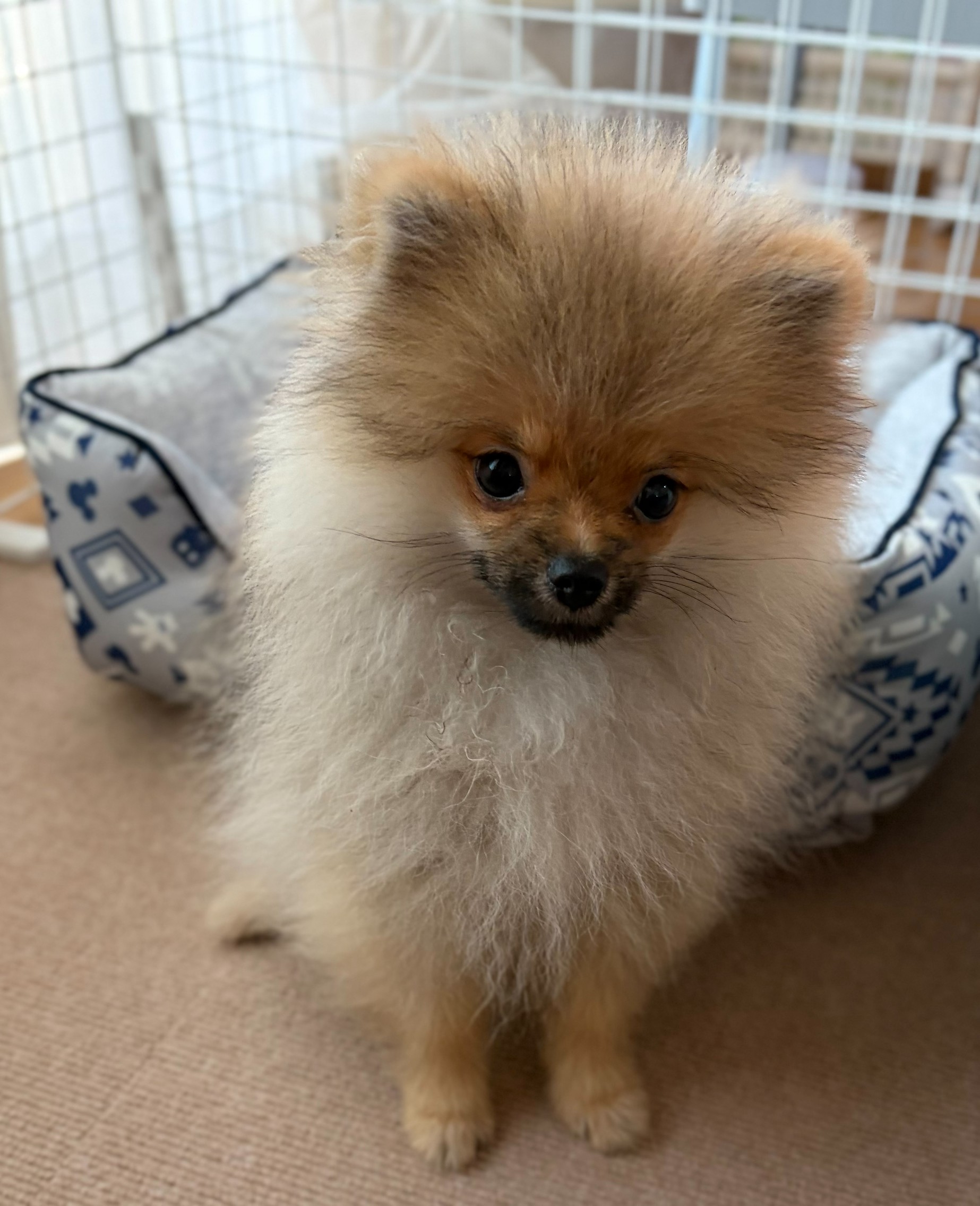 少しずつお家に慣れてくれています