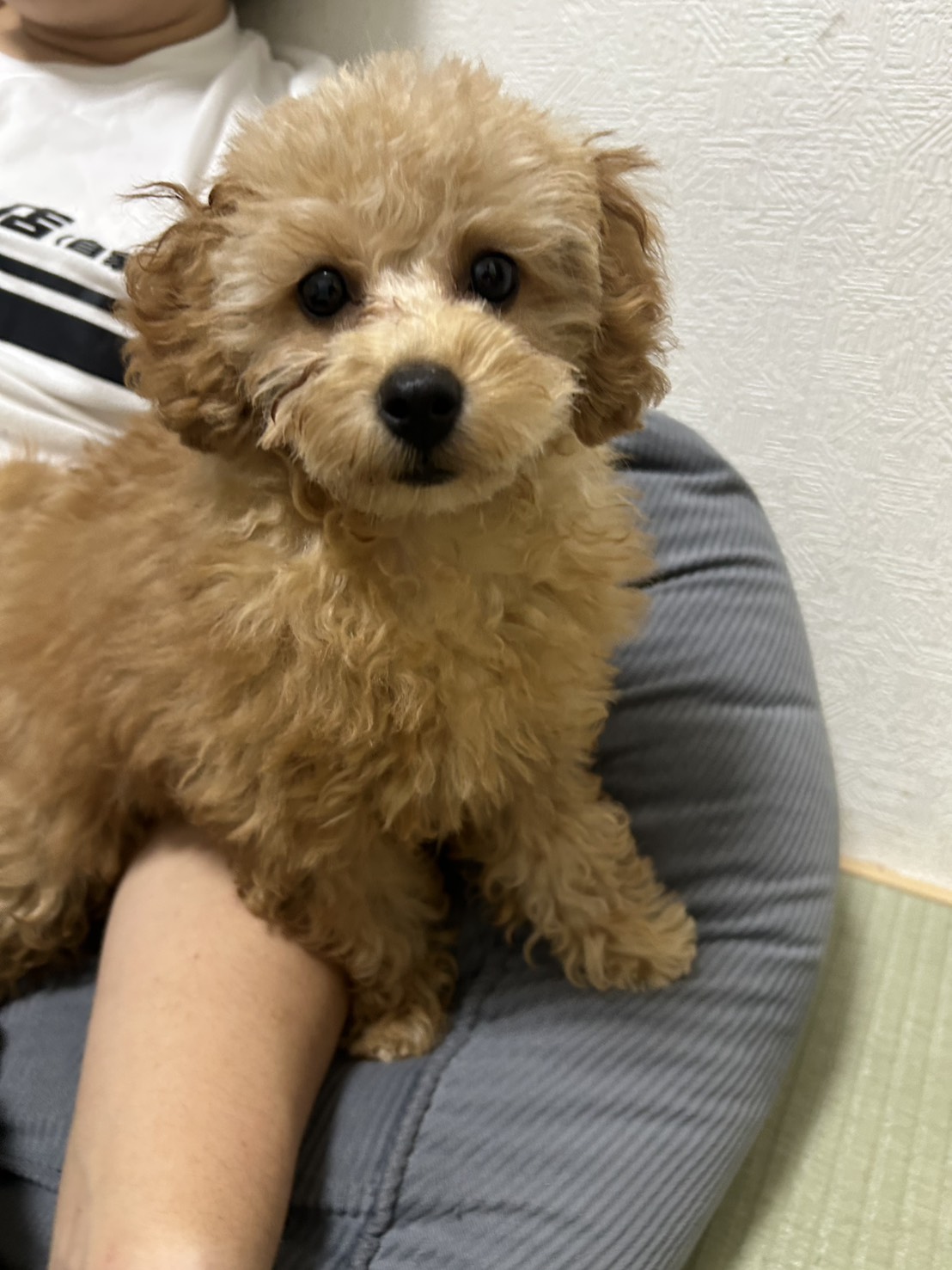 お迎えした日からトイレをしっかり覚えてて、ご飯も残さず食べ…