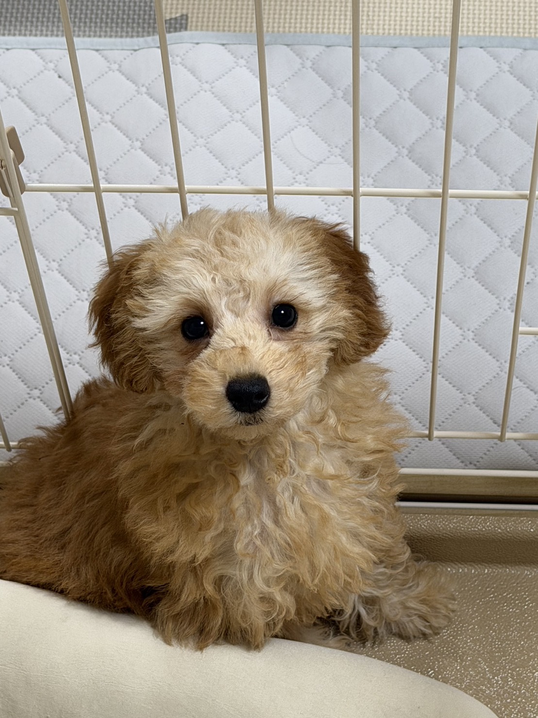 まりんちゃんはご飯を残さずペロリとたべて、オシッコやうんち…