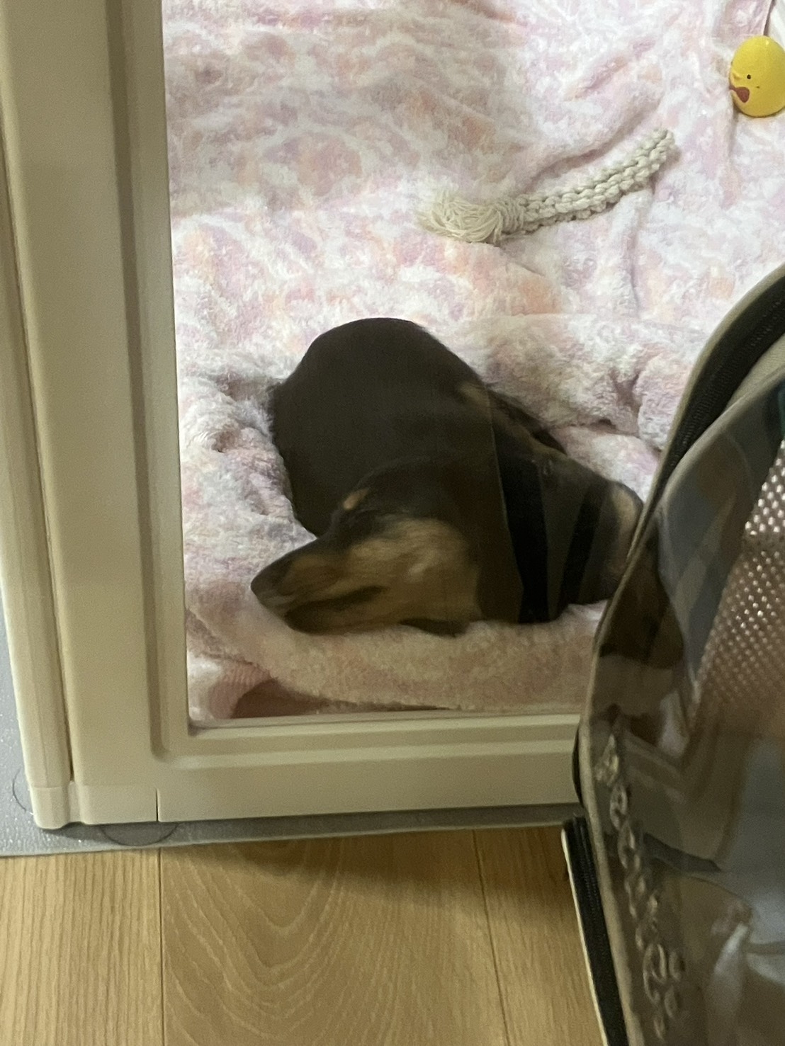 めちゃめちゃ可愛いです