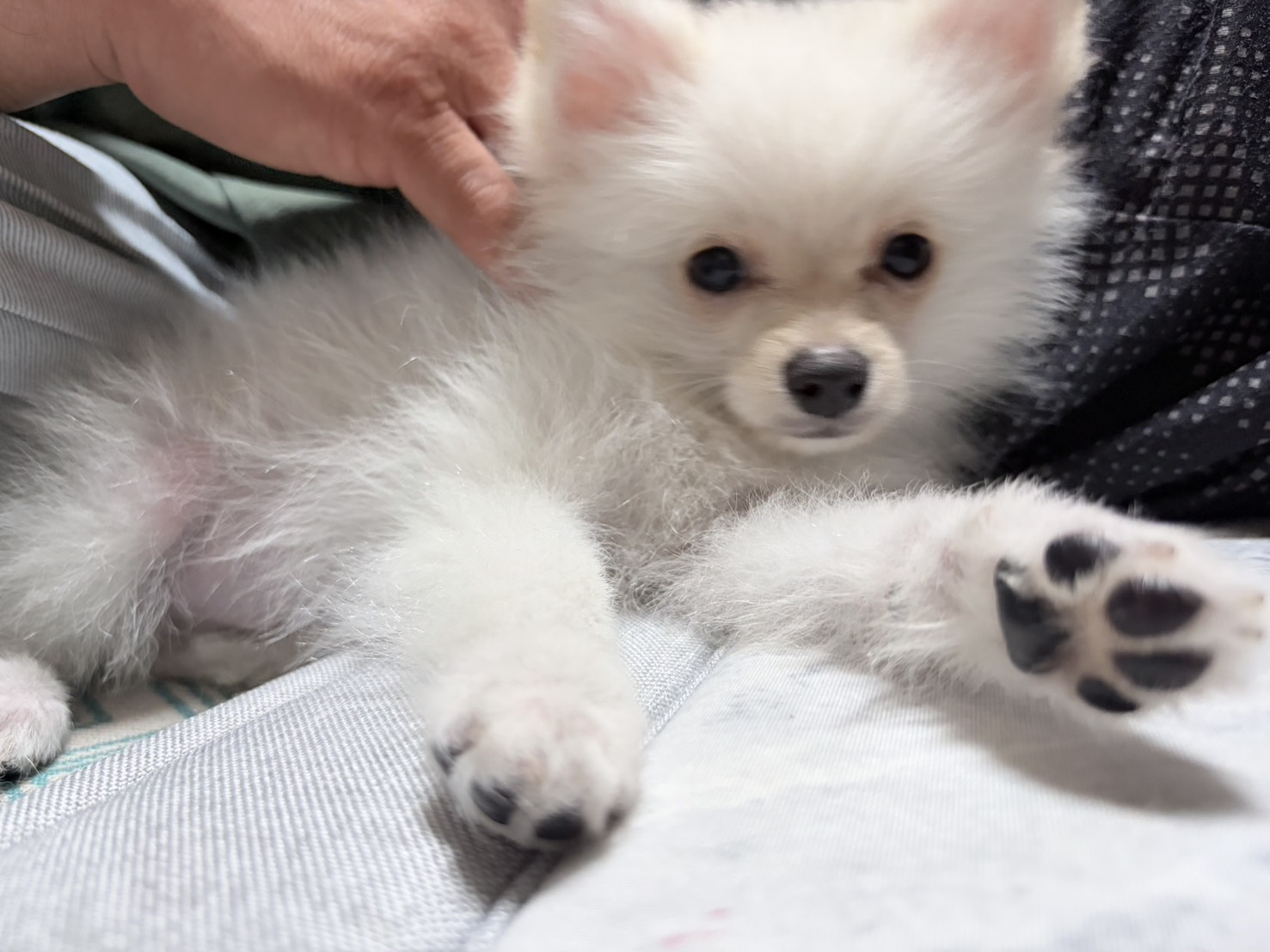 モコが来てくれて毎日癒されてます◡̈♥︎とっても可愛いです