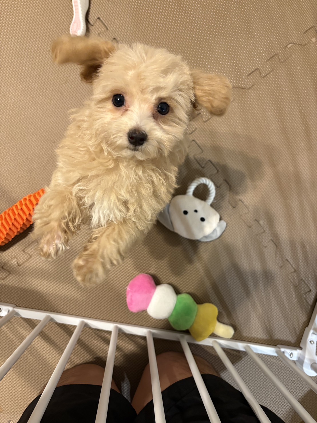 とってもかわいくて癒されています