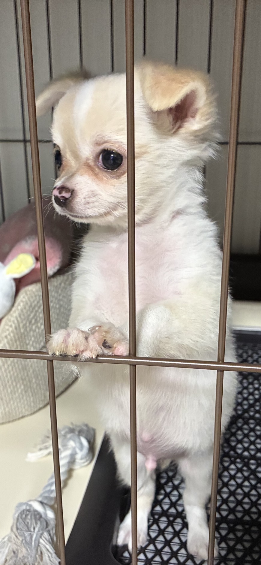 初めて犬を飼うので、ちょっとした事でも不安になっています