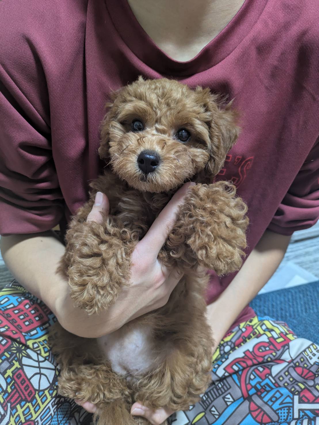 お迎えした初日と次の日は、ウンチのサイクルが乱れてたくさん…