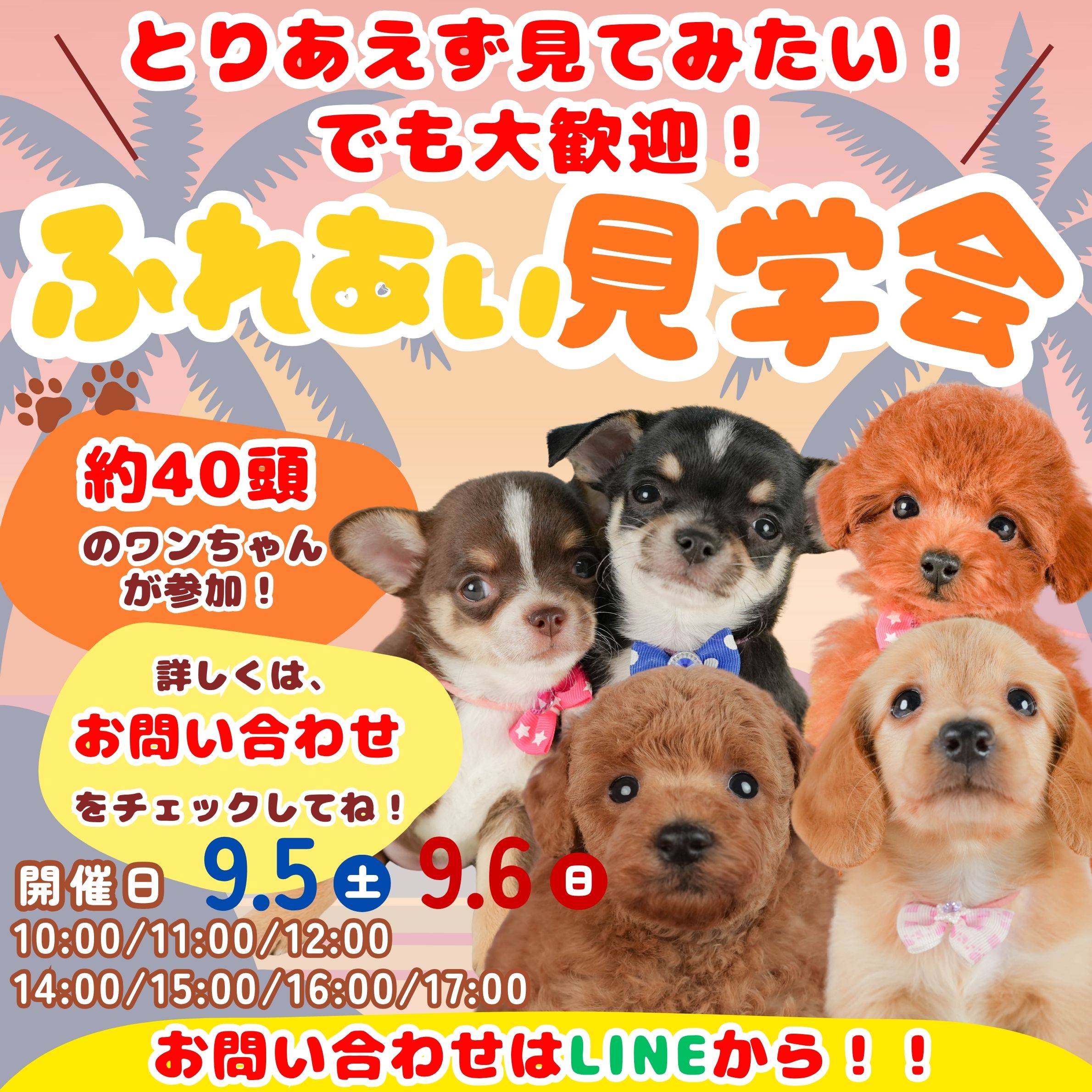 40頭の子犬ちゃんが参加❣️9月5日.6日📣9月最初のイベント✨ふれあい見学会開催🐶💖