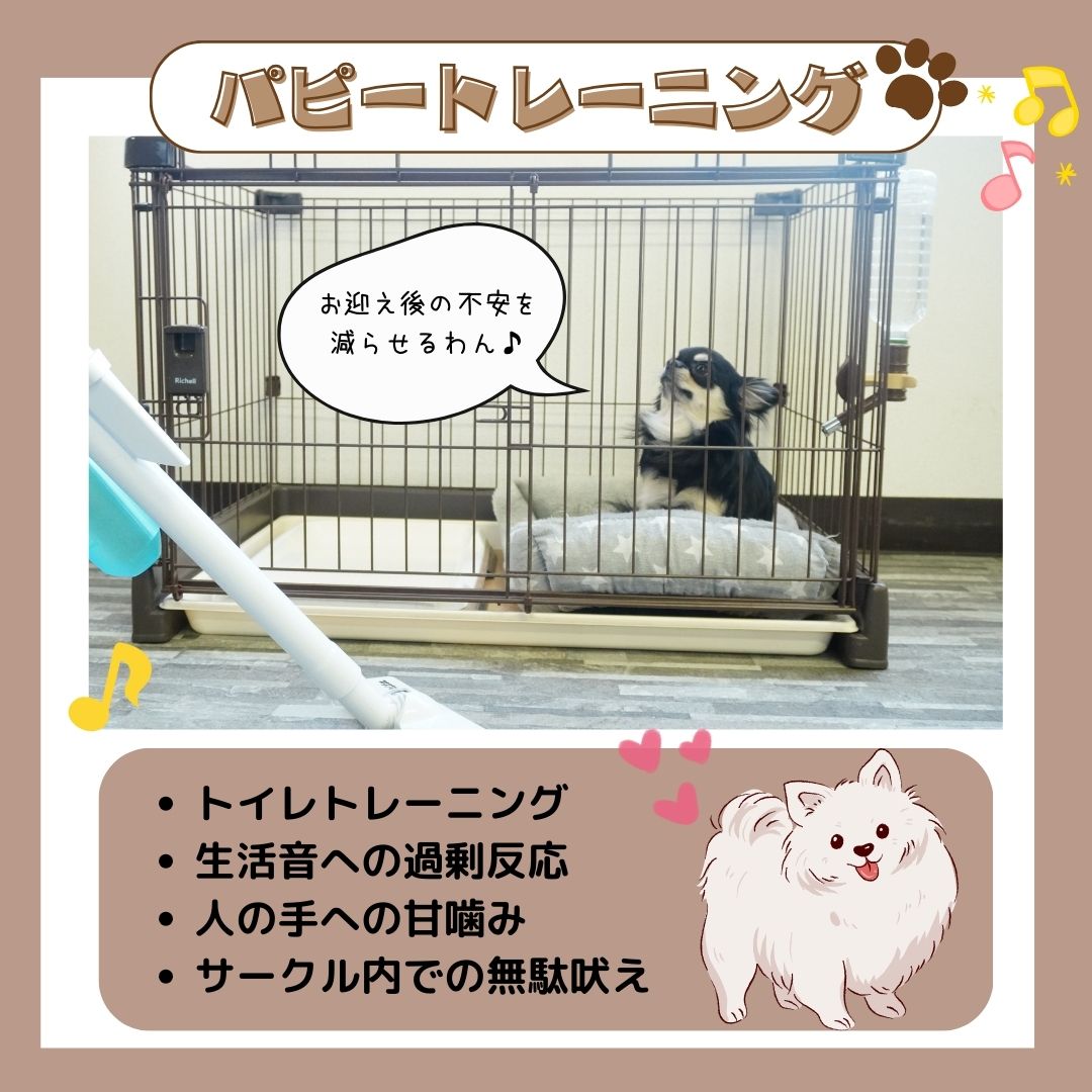 40頭の子犬ちゃんが参加❣️9月5日.6日📣9月最初のイベント✨ふれあい見学会開催🐶💖