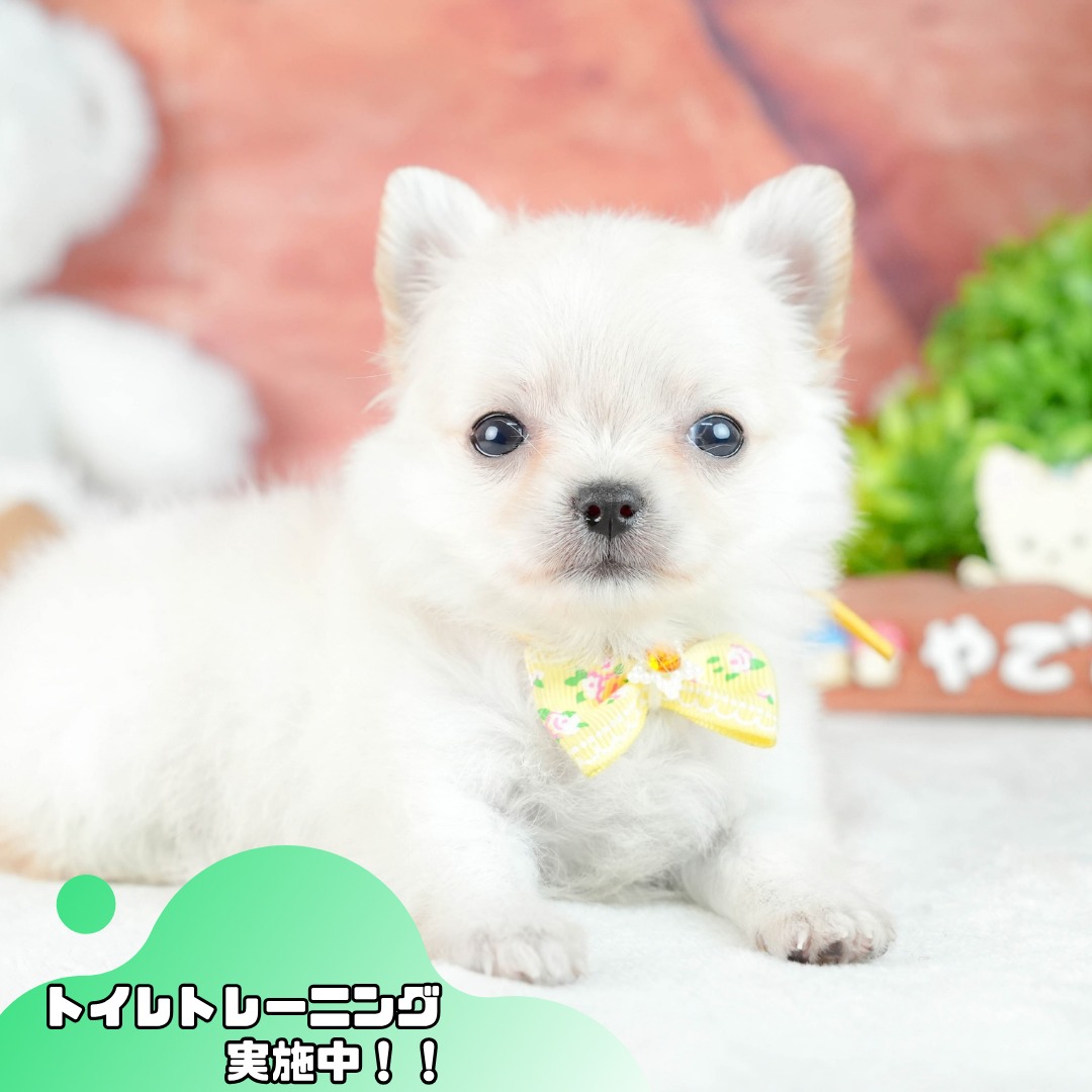 チワワ(ロング) | 女の子 | クリーム | 2026年8月17日（ID:dog-10008490）