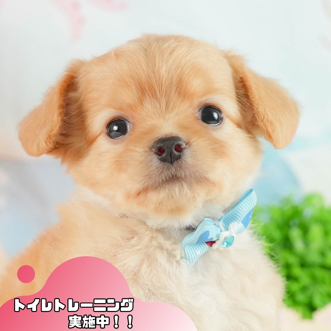 チワプー | 男の子 | アプリコット | 2026年8月19日（ID:dog-10008508）