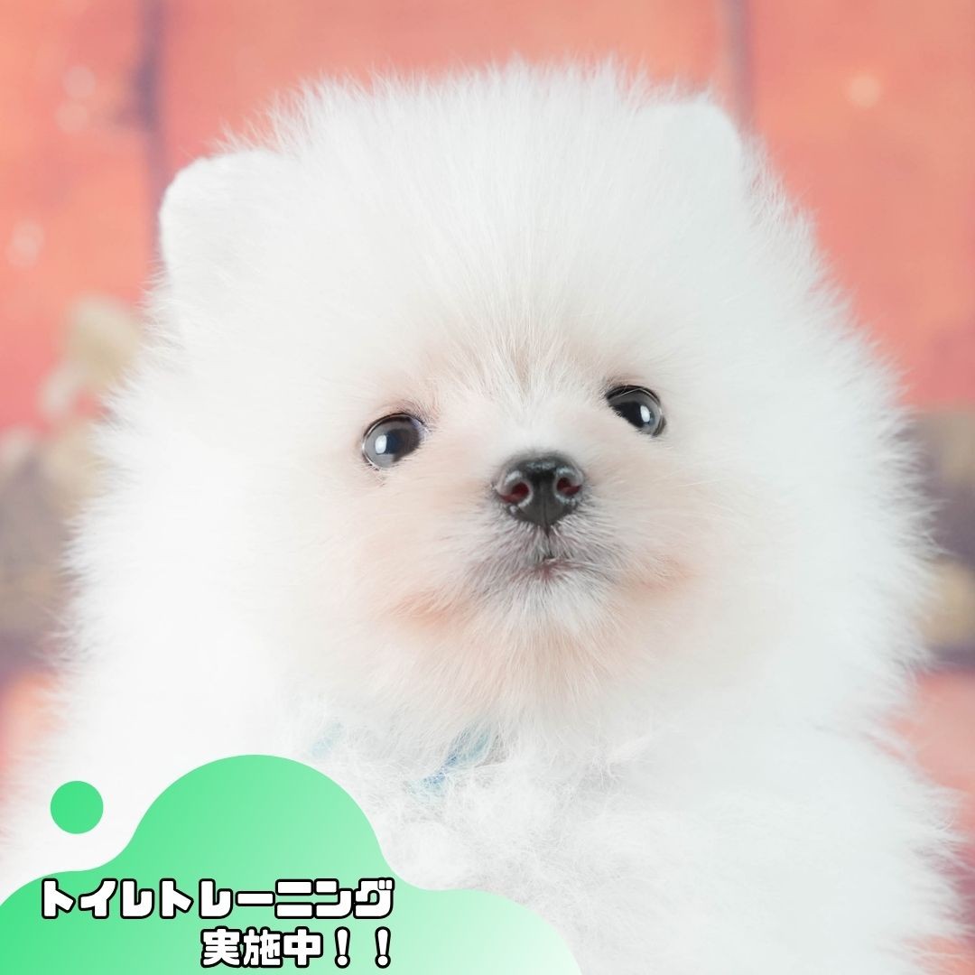 ポメラニアン | 男の子 | ホワイト | 2026年9月6日(ID:dog-10008565)