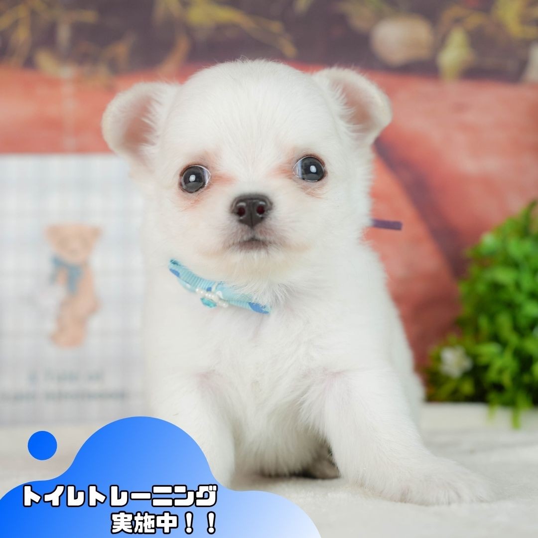 チワワ(ロング) | 男の子 | ホワイト | 2026年9月8日（ID:dog-10008573）