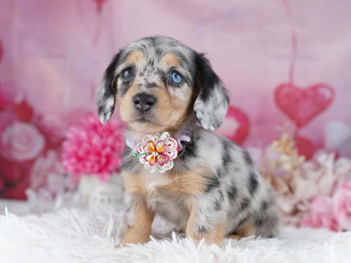 ミニチュア・ダックスフンド(ロング) | 女の子 | シルバーダップル | 2026年9月9日(ID:dog-10008581)