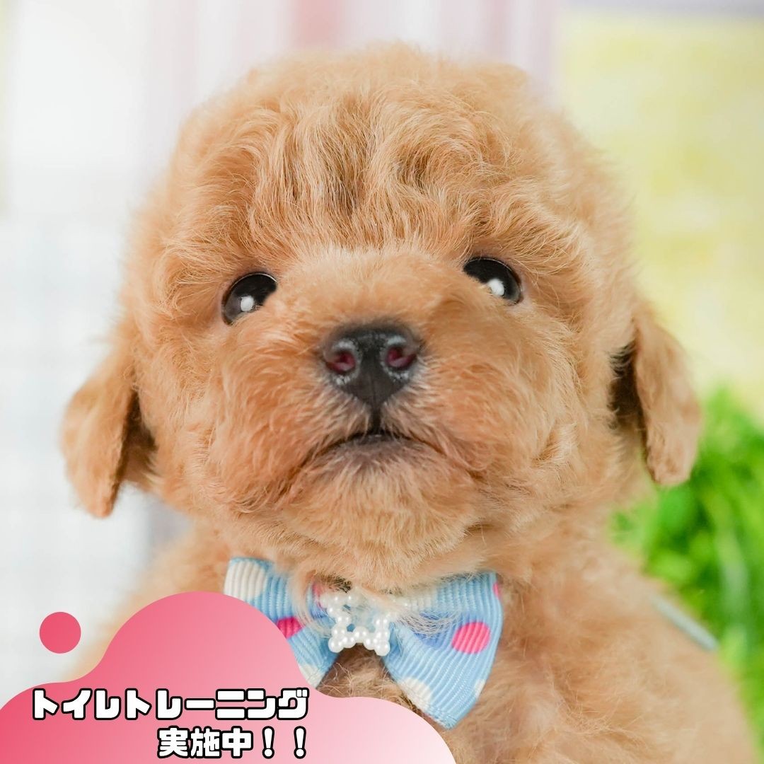 トイ・プードル | 男の子 | アプリコット | 2026年9月15日（ID:dog-10008605）