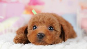 【2026】賢い犬ランキング｜順位が測るものと犬種の選び方