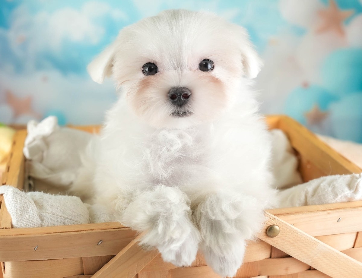 マルチーズ | 男の子 | ホワイト | 2026年7月25日(ID:dog-200018129)