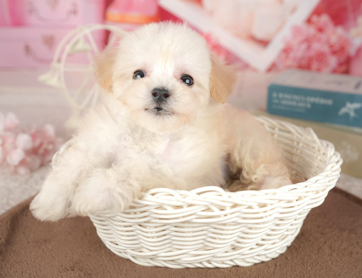 ビションプー | 女の子 | クリーム | 2026年8月1日(ID:dog-200018255)