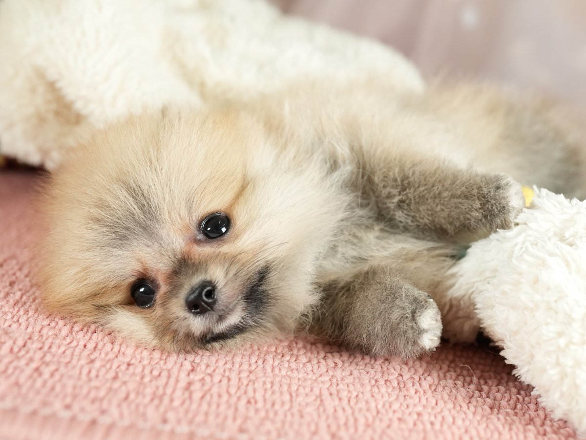 ポメラニアン | 女の子 | オレンジセーブル | 2026年8月23日（ID:dog-200018577）