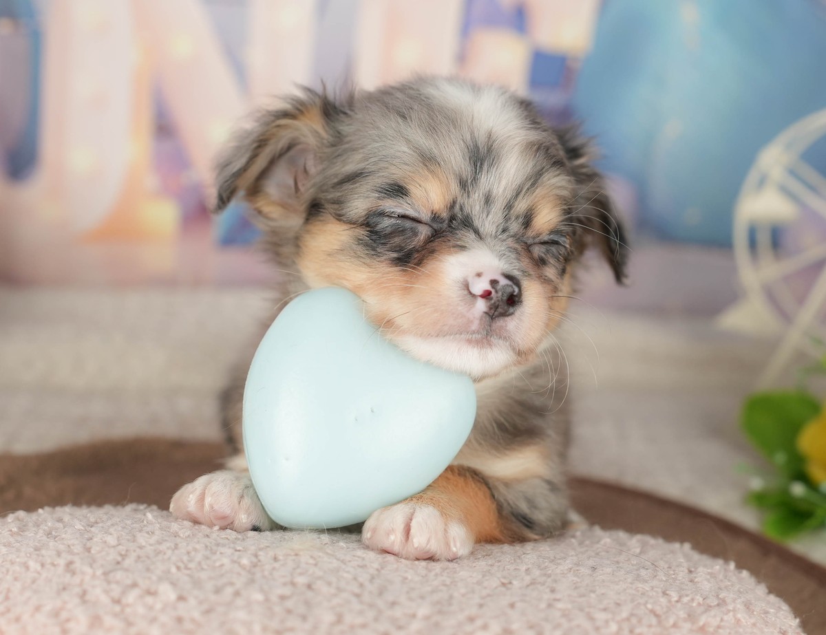 チワワ(ロング) | 男の子 | ブルーマール | 2026年8月24日（ID:dog-200018590）